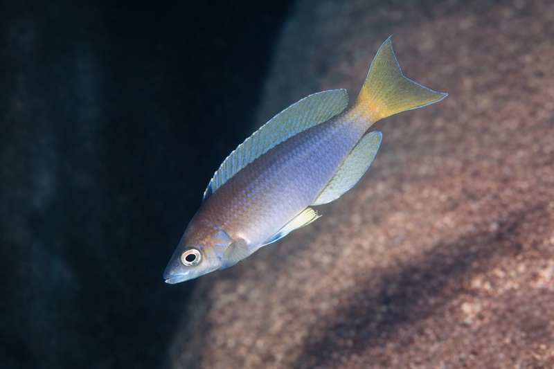Cyprichromis sp. 'leptosoma jumbo' Kantalamba